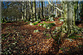 Bolehill Wood in winter