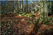 SK2479 : Bolehill Wood in winter by Andy Stephenson