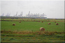 TM2536 : Bales, Trimley Marshes by N Chadwick