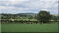 Hereford cattle, Cowbog