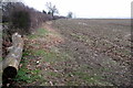 Hedgerow by New Barn Farm lane