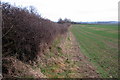 Hedgerow by the Ravenstone Mill Road