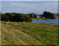 Sheep at Middle Hambleton