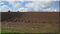 Potatoes, Caverton Mains