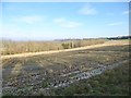 Langton Long Blandford, stubble field