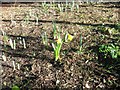 First daffodils of 2013, Canford Cliffs Village Pocket Park