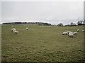 Sheep, Bewlie