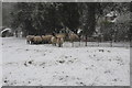 Chilly sheep in snow covered pasture