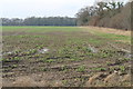 Muddy Fields near the A17