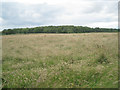 Field southeast of Cat Grove