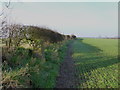 Sutton trig, a field and a hedge