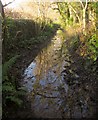 Puddle on Haytor Granite Tramway