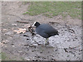 TQ2874 : Coot in the mud by Stephen Craven