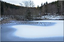 NT2840 : Lower pond, Glentress by Jim Barton