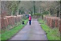 Mid Devon : Country Lane