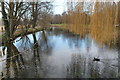 River Slea near Cogglesford Water Mill