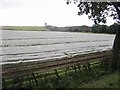 Crops under nets