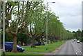 Tree lined Earlham Rd