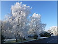 TL5294 : Trees transformed by hoar frost by Richard Humphrey