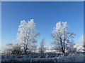 TL5393 : White trees on Wash Road - The Ouse Washes near Welney by Richard Humphrey