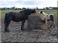 Horses near Leicester Frith Farm