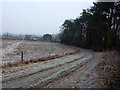 Field - wood boundary near Hawarden