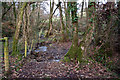 Streams converging in Accott Wood