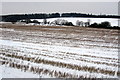 Trees by a stream on the far side of a stubble field