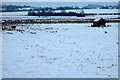 Grazing sheep by the pumping house