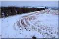 Hedge in a stubble field