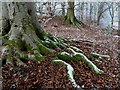 Beech tree roots at Lowood Estate