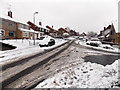 Snowy Larch Grove north of Birch Hill, Malpas, Newport