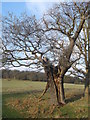TQ2072 : Tree, Richmond Park by David Anstiss