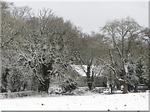 ST1072 : Trees near St Lythans by Gareth James