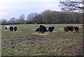 Cattle next to Swithland Road