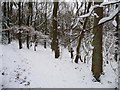 Snowy path in Lepton Great Wood