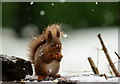 SD1399 : Hazelnut in the Snow by Peter Trimming