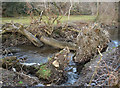 Uprooted trees in the Afon Garw near Bettws