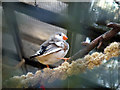 SZ0891 : Zebra finch at the Bournemouth Gardens Aviary by Phil Champion