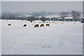 Sheep at Willoughby-on-the-Wolds