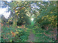 Bridleway on Gorse Hill