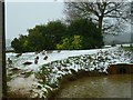 Ducks by the pond at Dawes Farm