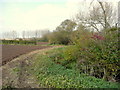 Autumnal field edges