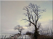 NT0298 : Minor road near Craiglawhill by William Starkey