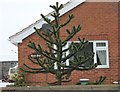 Monkey Puzzle Tree