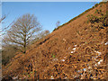 Hillside with bracken