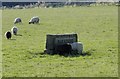 Now ewe see us ... Parkside Farm, Sheffield Road, Hoyland