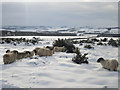 NU0535 : Sheep in the snow by Graham Robson