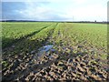 Footpath across a field