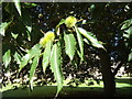 Sweet Chestnut, Downing College